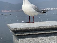 -海埂大坝