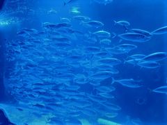 -太平洋海底世界