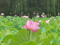 -莲湖公园