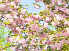 -红梅公园