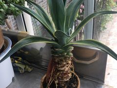 -仲雅水果大卖场(仲雅苑店)