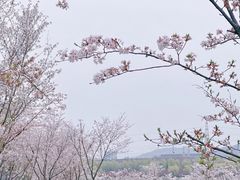 -羊山湖公园