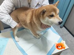 -半岛宠物医院24小时(西派城店)