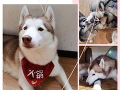 -Husky Go! 哈士奇体验馆·宠物咖啡厅狗咖
