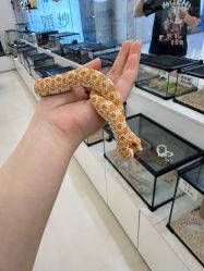 -Moni星球萌宠·小马宝莉·灵蛇·高端高阶全萌宠互动体验俱乐部(红豆国际广场店)