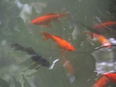 -香园自助小火锅