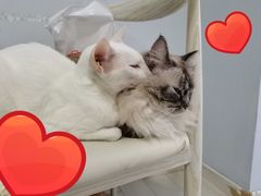 -喵的天空名猫咖啡馆·撸猫·猫舍·用品