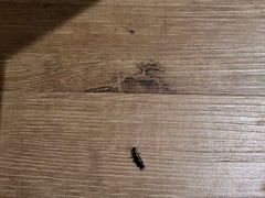 -晨枫酒店(苏州观前步行街店)