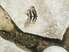 -香山公园
