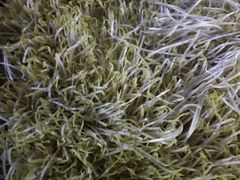 -江杨农产品批发市场