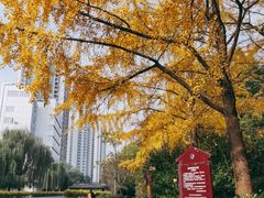 -成都市活水公园