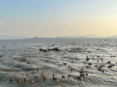 -深圳湾公园(南山区)