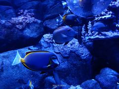 -成都浩海立方海洋公园