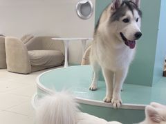 -怪兽屋·羊驼·猫咖·狗咖(俊华广场店)