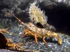 -凯莉-塔尔敦海洋生物水族馆