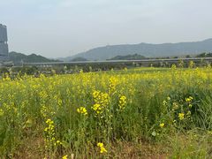 -光明小镇欢乐田园