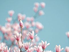 -杭州植物园