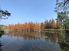 -白鹭湾湿地公园