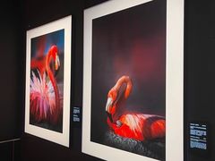 -罗红摄影艺术馆