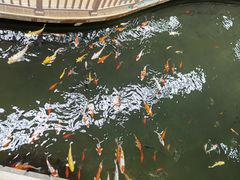 -南宫五洲植物乐园