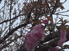 -嘉定紫藤园