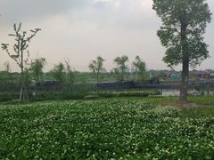 -青花椒花椒鱼(合生汇店)