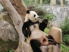-广州动物园