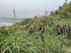 -金海湾滨江公园