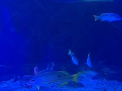 -太平洋海底世界