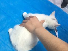 -萌兽医馆·绝育·24小时内科·宠物医院(德胜店)