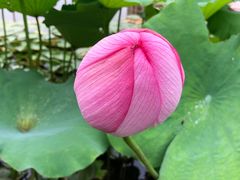 -陈家山荷花公园