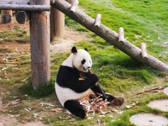 -西霞口神雕山野生动物世界