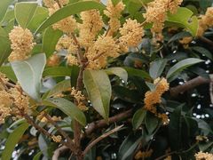 -金狮洞国家地质公园