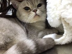 -特一安24小时宠物医院·骨科·中兽医