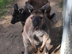 -费瑟代尔野生动物园