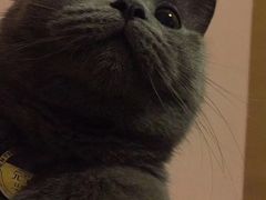 -瑞鹏宠物医院·骨科·猫科·内科(第一中心)
