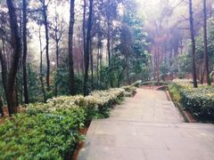 -铁山坪森林公园