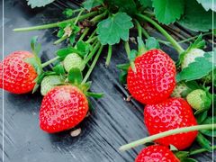 -任达丞国农庄(任达山庄店)