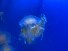 -芜湖新华联大白鲸海洋公园