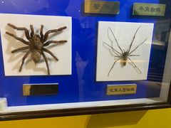 -上海昆虫博物馆