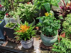 -花鸟鱼虫鲜花绿植市场(玉泉路店)