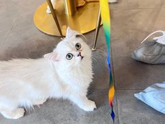 -飞行喵MR PILOT|猫舍·猫咖(静安大融城店)