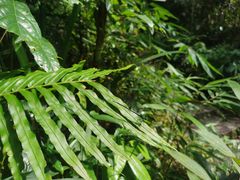 -海南热带雨林国家公园吊罗山景区