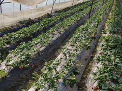 -胜丰草莓采摘园