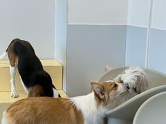 -有喵·猫咖·狗咖·30几只猫10只小狗(岗厦店)
