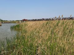 -盐城丹顶鹤湿地生态旅游区