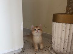 -柚子猫舍·精品猫舍购猫·猫咪认养·购宠·宠物店