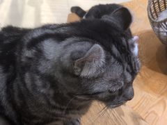 -藏猫猫咖啡主题馆(中央大道店)