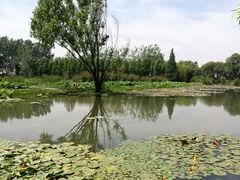 -泗洪洪泽湖湿地景区