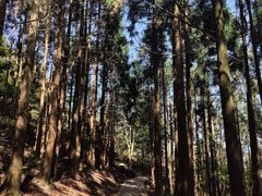 -玉苍山国家森林公园